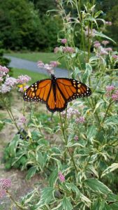 State butterfly gains endangered species status